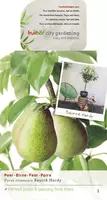 Pyrus communis 'Beurré Hardy' (Peer) fruitplant 90cm - afbeelding 4