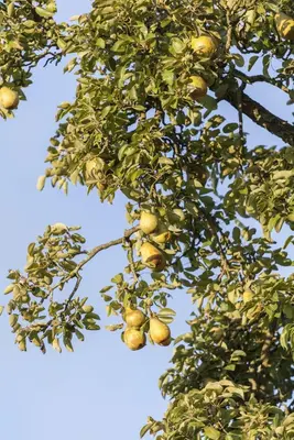 Pyrus communis 'Beurré Hardy' (Peer) fruitplant 90cm - afbeelding 6