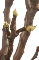 Pyrus communis 'Beurré Hardy' (Peer) fruitplant 90cm - afbeelding 7