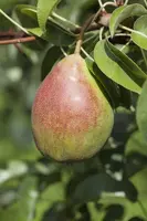 Pyrus communis 'Beurré Hardy' (Peer) fruitplant 90cm - afbeelding 11