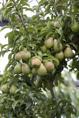 Pyrus communis 'Beurré Hardy' (Peer) fruitplant 90cm - afbeelding 12