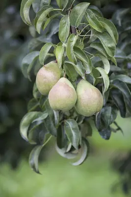 Pyrus communis 'Beurré Hardy' (Peer) fruitplant 90cm - afbeelding 16