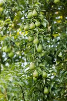 Pyrus communis 'Beurré Hardy' (Peer) fruitplant 90cm - afbeelding 27