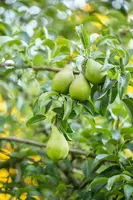 Pyrus communis 'Beurré Hardy' (Peer) fruitplant 90cm - afbeelding 29