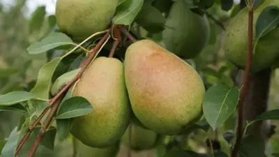 Pyrus communis 'Bonne Louise d’Avranches' (Peer) fruitplant 90cm - afbeelding 4