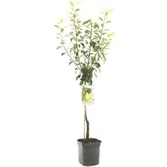 Pyrus communis 'Clapp’s Favourite' (Peer) fruitplant 160cm - afbeelding 1