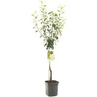 Pyrus communis 'Clapp’s Favourite' (Peer) fruitplant 160cm - afbeelding 1