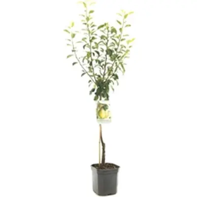 Pyrus communis 'Clapp’s Favourite' (Peer) fruitplant 160cm - afbeelding 1
