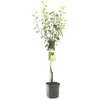 Pyrus communis 'Clapp’s Favourite' (Peer) fruitplant 160cm - afbeelding 1
