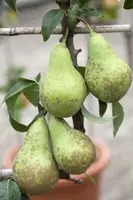 Pyrus communis 'Conference' (Eetpeer 'Conference') - afbeelding 3