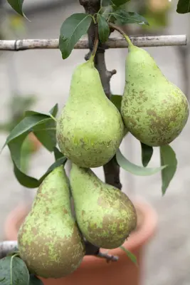 Pyrus communis 'Conference' (Eetpeer 'Conference') - afbeelding 3