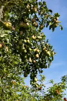 Pyrus communis 'Conference' (Eetpeer 'Conference') - afbeelding 21