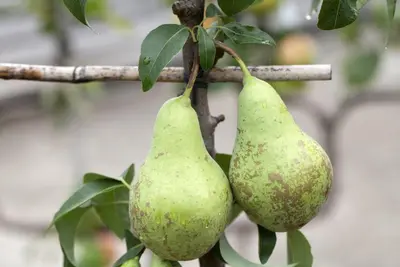 Pyrus communis 'Conference' (Eetpeer 'Conference') - afbeelding 4