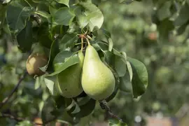 Pyrus communis 'Conference' (Eetpeer 'Conference') - afbeelding 14