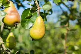 Pyrus communis 'Conference' (Eetpeer 'Conference') - afbeelding 17