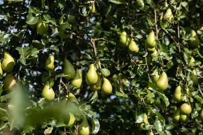 Pyrus communis 'Conference' (Eetpeer 'Conference') - afbeelding 19