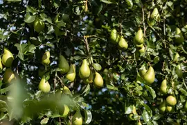 Pyrus communis 'Conference' (Eetpeer 'Conference') - afbeelding 19