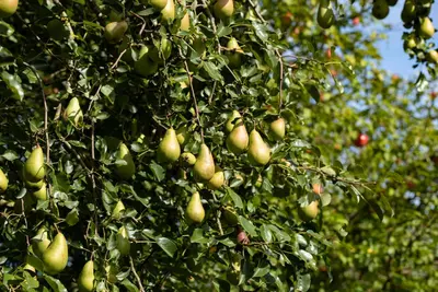 Pyrus communis 'Conference' (Eetpeer 'Conference') - afbeelding 20