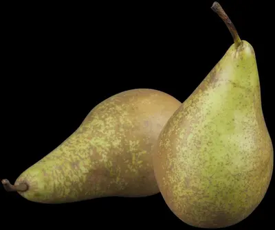 Pyrus communis 'Conference' (Eetpeer 'Conference') - afbeelding 2