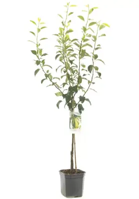 Pyrus communis 'Conference' (Peer) fruitplant 160cm - afbeelding 2