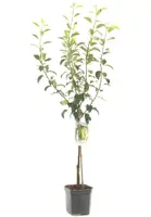 Pyrus communis 'Conference' (Peer) fruitplant 160cm - afbeelding 2
