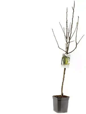 Pyrus communis 'Conference' (Peer) fruitplant 160cm - afbeelding 3