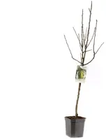 Pyrus communis 'Conference' (Peer) fruitplant 160cm - afbeelding 3