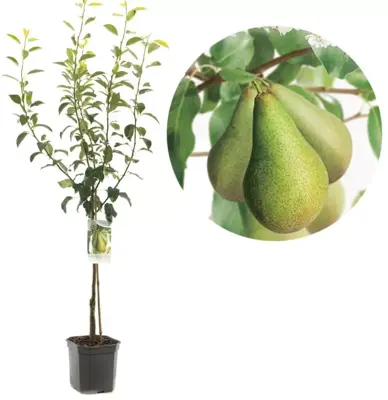 Pyrus communis 'Conference' (Peer) fruitplant 160cm - afbeelding 1