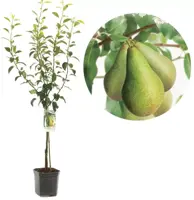 Pyrus communis 'Conference' (Peer) fruitplant 160cm - afbeelding 1