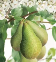Pyrus communis 'Conference' (Peer) fruitplant 160cm - afbeelding 4