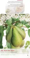 Pyrus communis 'Conference' (Peer) fruitplant 160cm - afbeelding 5