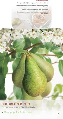 Pyrus communis 'Conference' (Peer) fruitplant 160cm - afbeelding 5
