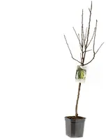 Pyrus communis 'Conference' (Peer) fruitplant 160cm - afbeelding 3