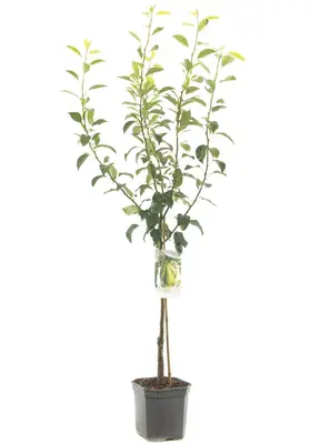 Pyrus communis 'Conference' (Peer) fruitplant 160cm - afbeelding 2