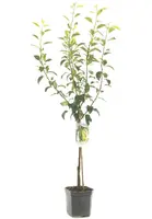 Pyrus communis 'Conference' (Peer) fruitplant 160cm - afbeelding 2
