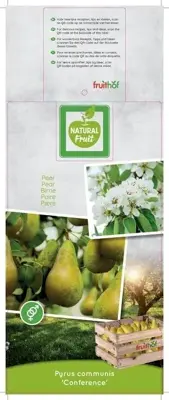 Pyrus communis 'Conference' (Peer) fruitplant 230cm - afbeelding 3