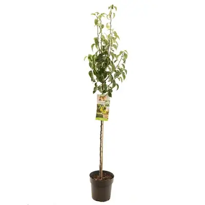 Pyrus communis 'Conference' (Peer) fruitplant 230cm - afbeelding 1