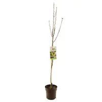 Pyrus communis 'Conference' (Peer) fruitplant 230cm - afbeelding 2