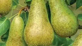 Pyrus communis 'Conference' (Peer) fruitplant 90cm - afbeelding 4