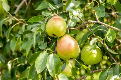 Pyrus communis 'Doyenné du Comice' (Peer) fruitplant 160cm - afbeelding 11