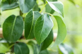 Pyrus communis 'Doyenné du Comice' (Peer) fruitplant 160cm - afbeelding 13
