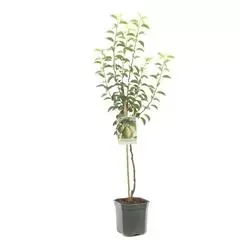 Pyrus communis 'Doyenné du Comice' (Peer) fruitplant 160cm - afbeelding 1