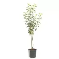 Pyrus communis 'Doyenné du Comice' (Peer) fruitplant 160cm - afbeelding 1
