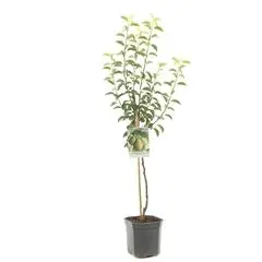 Pyrus communis 'Doyenné du Comice' (Peer) fruitplant 160cm - afbeelding 1