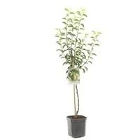 Pyrus communis 'Doyenné du Comice' (Peer) fruitplant 160cm - afbeelding 1