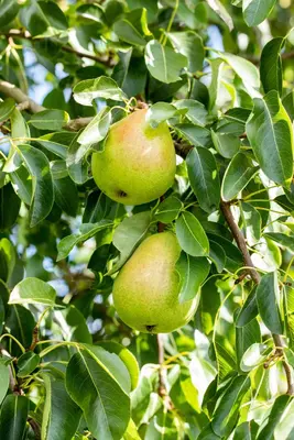 Pyrus communis 'Doyenné du Comice' (Peer) fruitplant 160cm - afbeelding 9