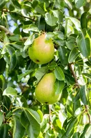 Pyrus communis 'Doyenné du Comice' (Peer) fruitplant 160cm - afbeelding 9