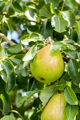 Pyrus communis 'Doyenné du Comice' (Peer) fruitplant 160cm - afbeelding 10