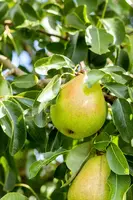 Pyrus communis 'Doyenné du Comice' (Peer) fruitplant 160cm - afbeelding 10