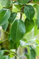 Pyrus communis 'Doyenné du Comice' (Peer) fruitplant 160cm - afbeelding 12